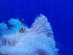 -海合安武汉极地海洋公园