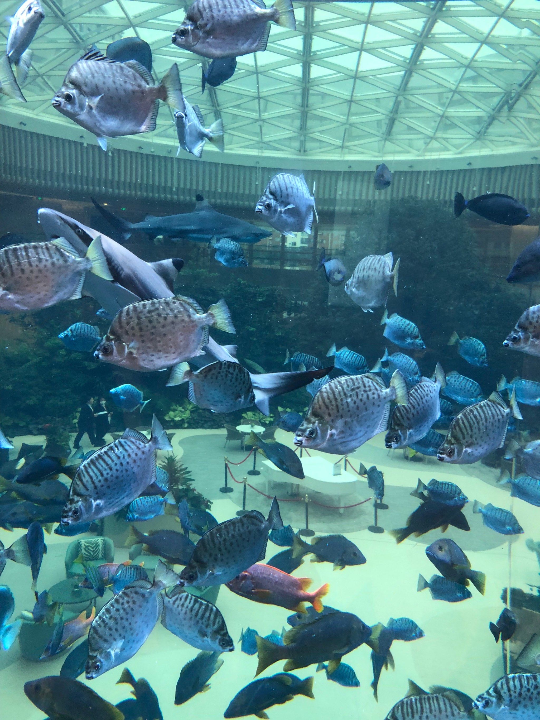 水族馆的秘密角落