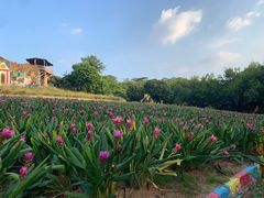 -松山湖梦幻百花洲