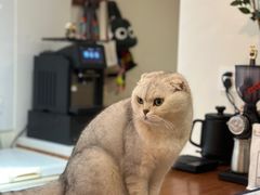 -有猫主题·治愈系猫咖(曾厝垵店)