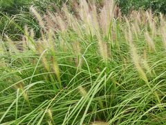 -白鹭湾湿地公园