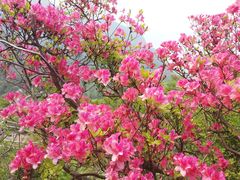 -木兰云雾山