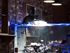 -喵园·猫主题咖啡厅·撸猫·猫咖(国贸店)