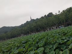 -西湖游船