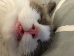 -lincat·猫舍(广州店)