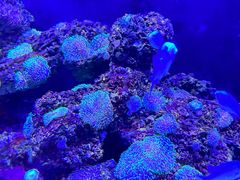 -暹罗海洋世界