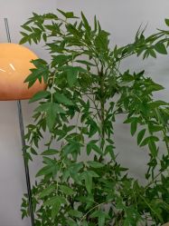 -变美丽半永久定妆连锁·纹眉·机器野生眉