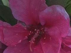 -南汇桃花村