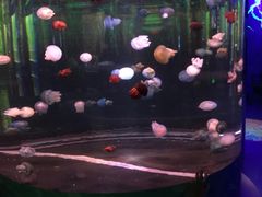 -石家庄海洋公园
