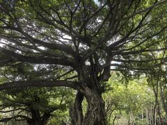 -荔香公园