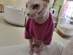 -藏猫猫咖啡主题馆(中央大道店)