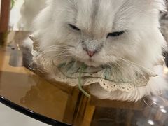 -共舞时光猫咖·狗咖(新街口店)