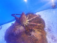 -海合安青岛极地海洋公园