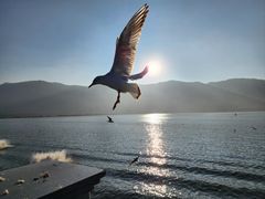 -海埂大坝