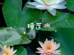 -拙政园