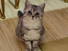 -Sweet cat·星愿猫咖(国贸大厦店)