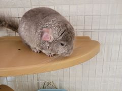 -平行世界·猫咖(首经贸店)