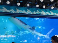 -烟台海昌鲸鲨海洋公园