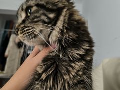 -宠爱国际动物医院·消化内科·心肾内科·ISFM猫友好(望京店)