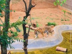 -昆明动物园