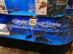 水产区-盒马鲜生(皇庭广场店)