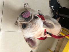 -宠福鑫康馨动物医院·骨科·眼科