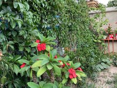 -马白开来特色羊排揪片子  (总店)