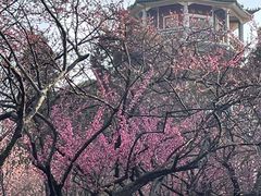 -无锡梅园公园