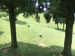 -神户市立六甲山牧场