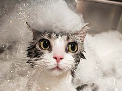 -PETKIT小佩宠物·低压洗护(国顺东路店)