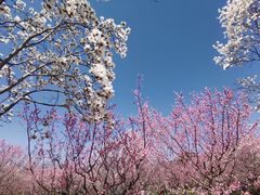 -梅花山(明孝陵内)
