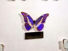 -上海昆虫博物馆