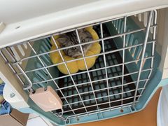 -爱佳宠物中心医院24H·CT·骨外科·猫专科(瑶海万达店)
