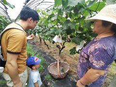 -马陆小张葡萄园农家乐