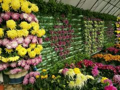 -华强阁菊花宴自助火锅店