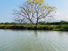 -三垟湿地