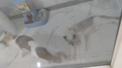 -尚丹尼造型