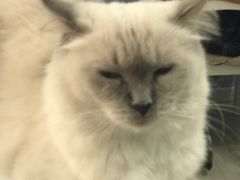 -喵的天空名猫咖啡馆·撸猫·猫舍·用品