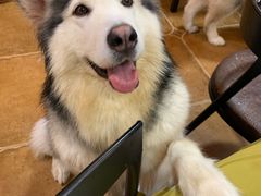 -李小姐の猫咖啡馆(五角场店)