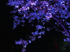 -西北湖绿化广场