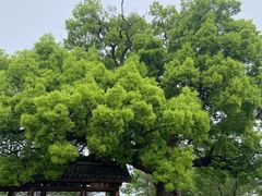 -东梓关景区村庄