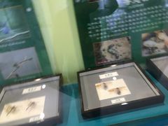 -上海昆虫博物馆