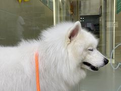 -谐和益家动物医院·免疫绝育·血液透析·宠保定点医院(高新伊藤分院)