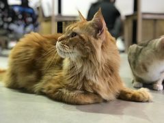 -Heymao猫咖.咖啡厅(东门店)