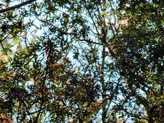 -番禺大夫山森林公园