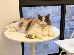 -团子家猫咪猫咖馆·柯基·柯尔鸭