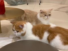 -飞行喵MR PILOT|猫舍·猫咖(静安大融城店)