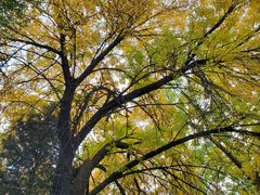 -三里屯东五街银杏大道