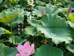 -莲花池公园
