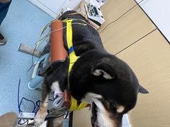 -瑞派天使宠物医院·神经外科·骨科·核磁(洛川中路店)